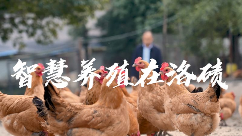 PCR检测流程：不同方法的步骤解析与对比